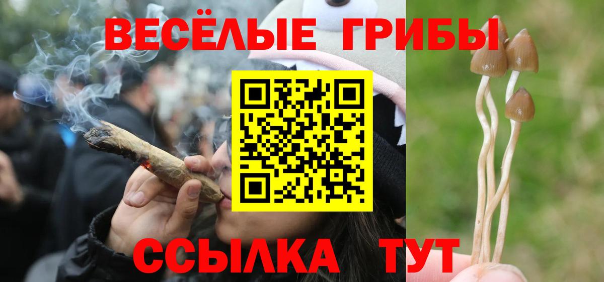 Галлюциногенные грибы Cubensis Губкинский
